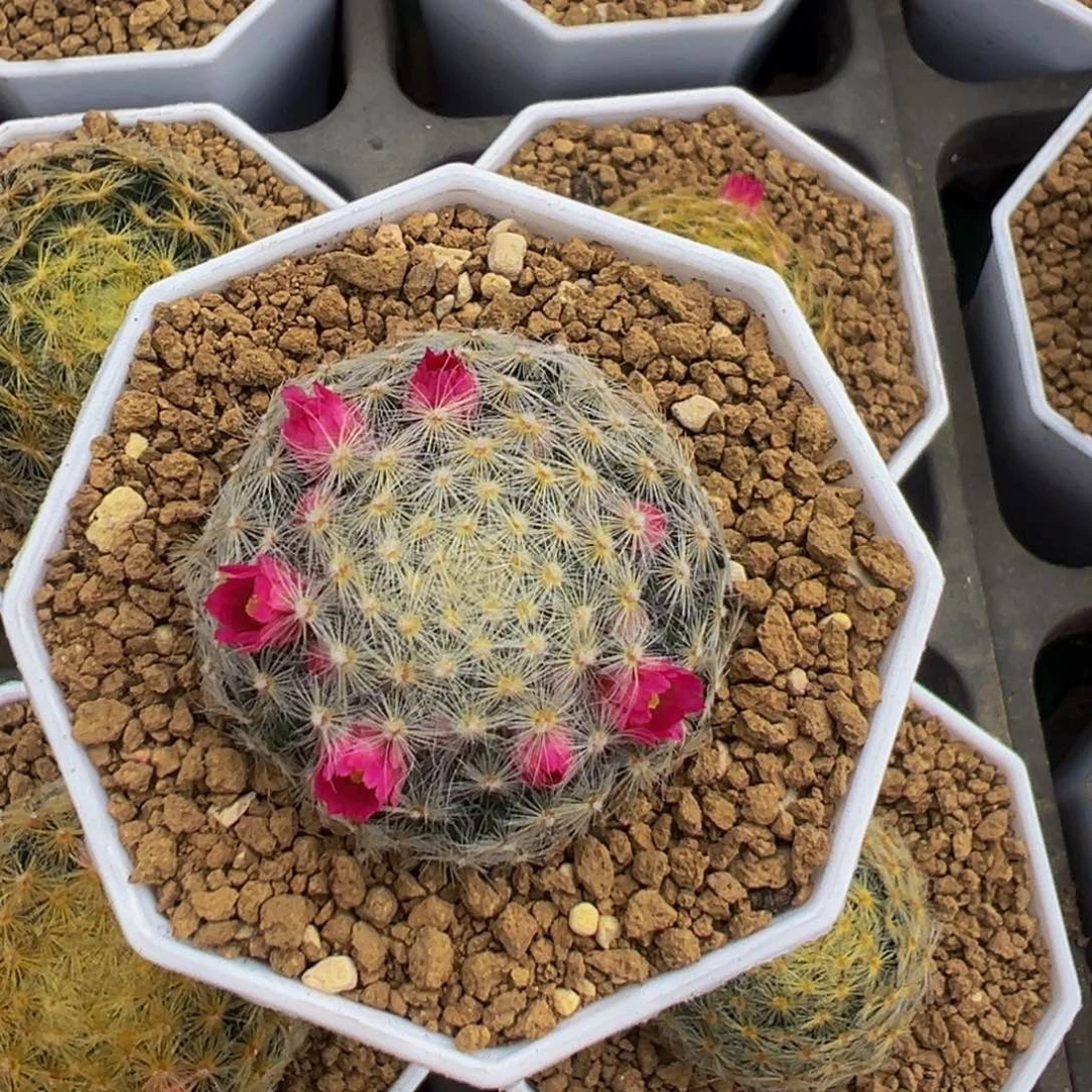 文***@嘉文丸多肉植物带盆土