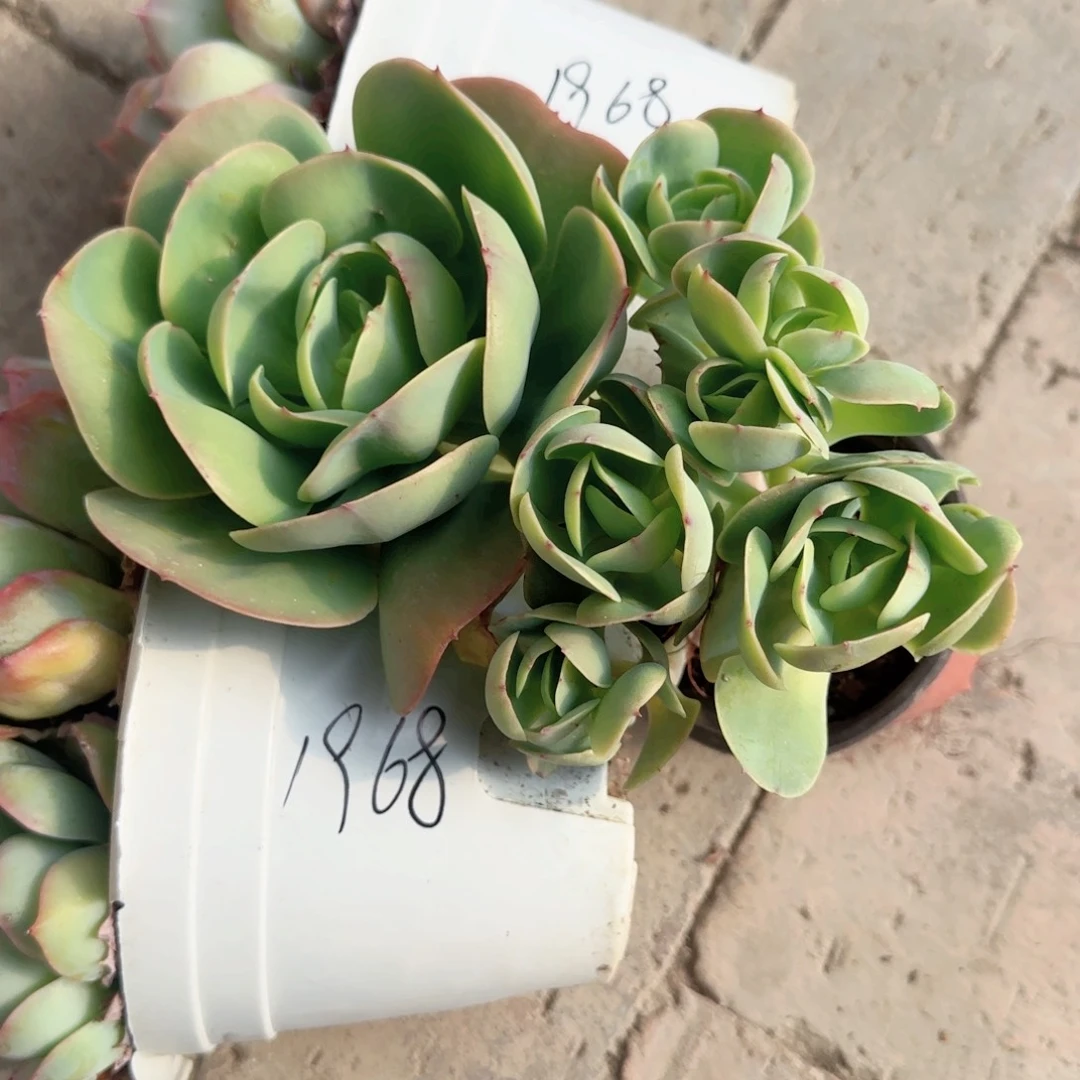 无花朵碧桃小群90