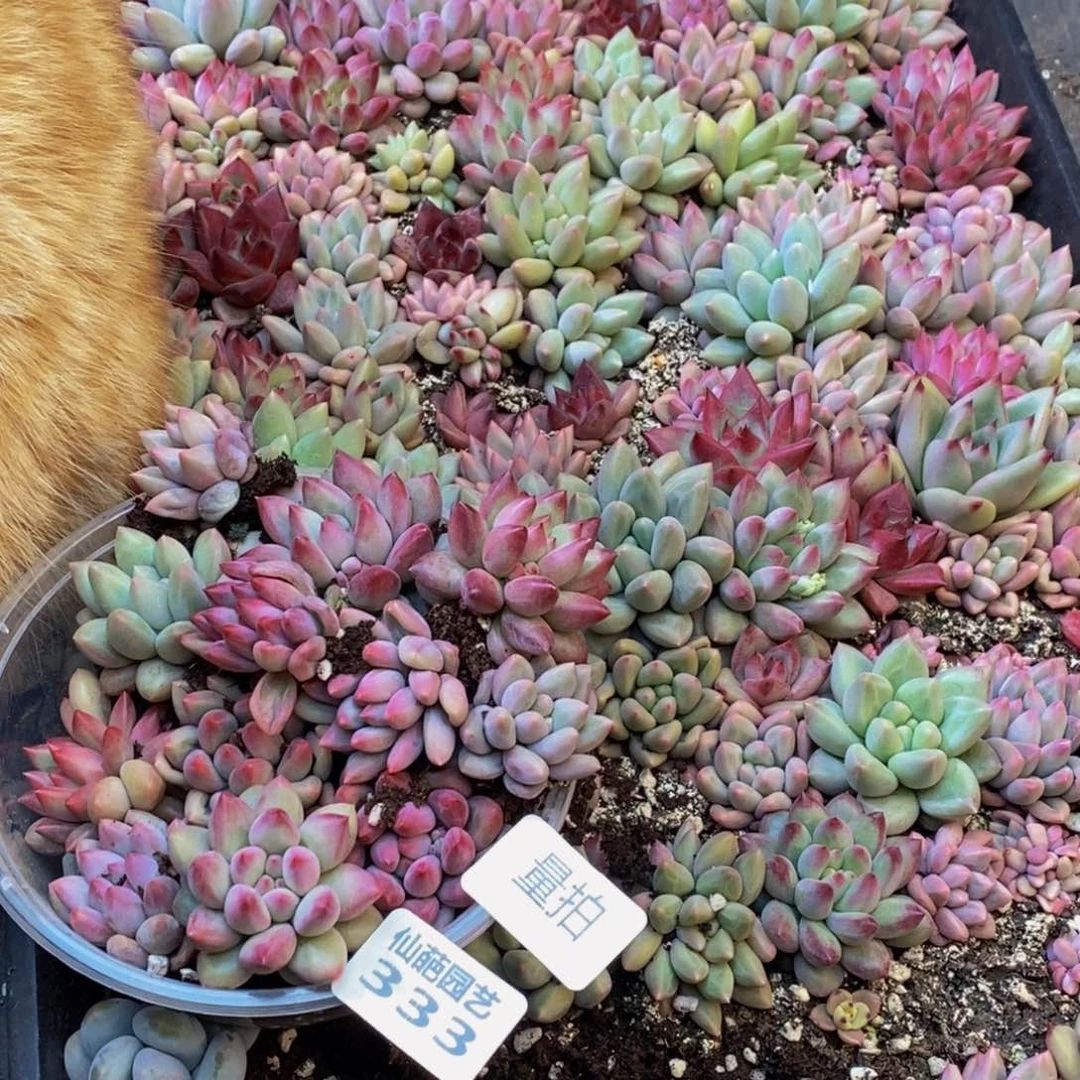 333多肉植物保护量拍12车厘子