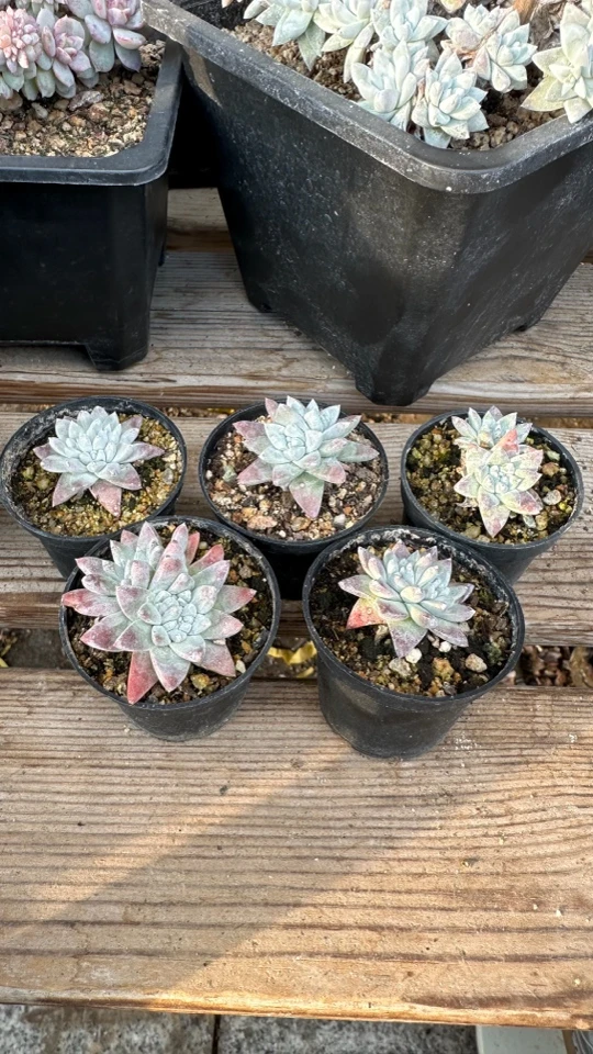 韩货小鸡鸡白菊呀