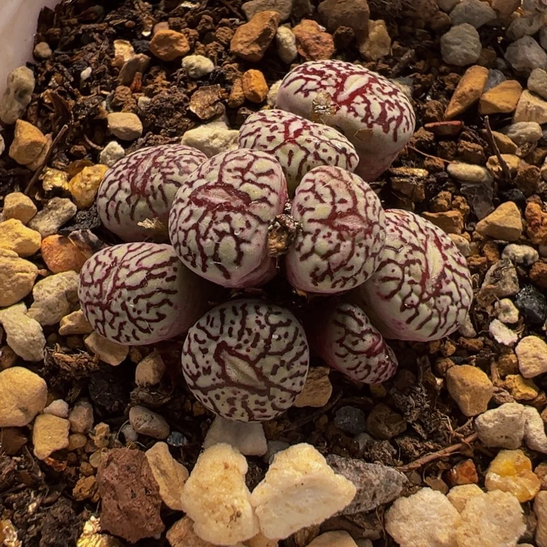 258多肉植物种类多样