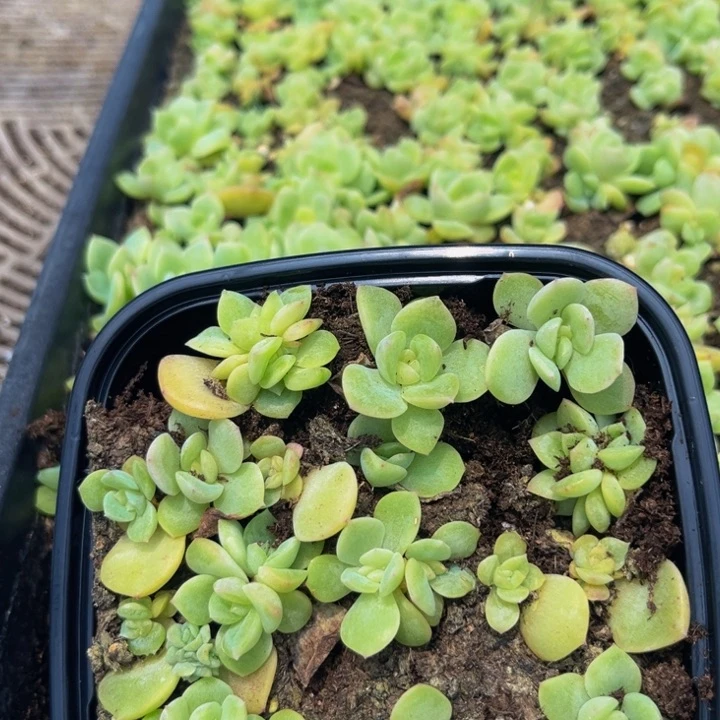 990谪仙切糕多肉植物