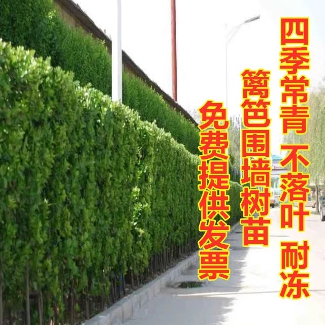 围墙篱笆植物大叶北海道黄杨苗冬青树苗四季常青耐寒庭院绿篱树苗
