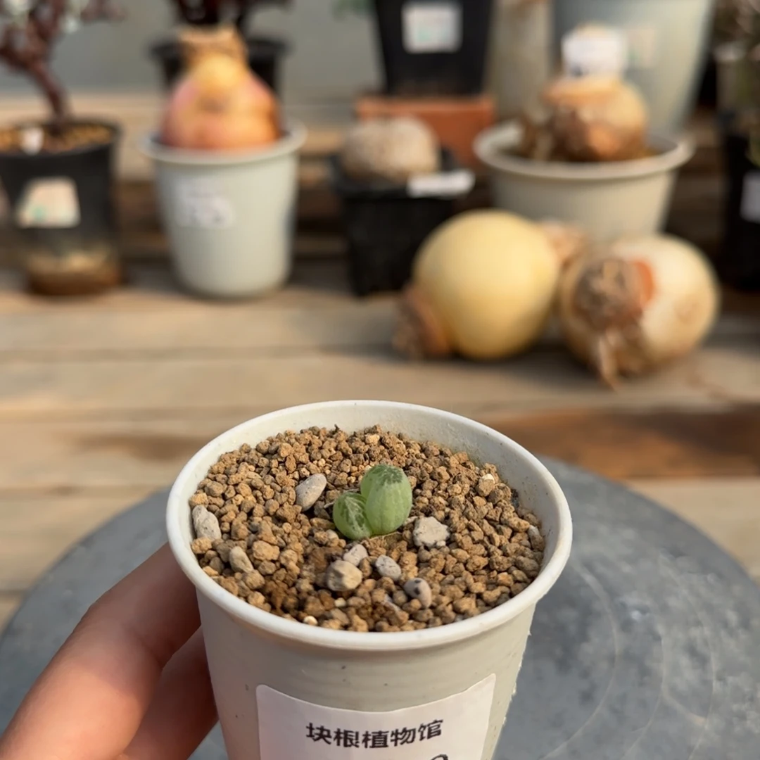 259洛丽塔满50包邮不带盆