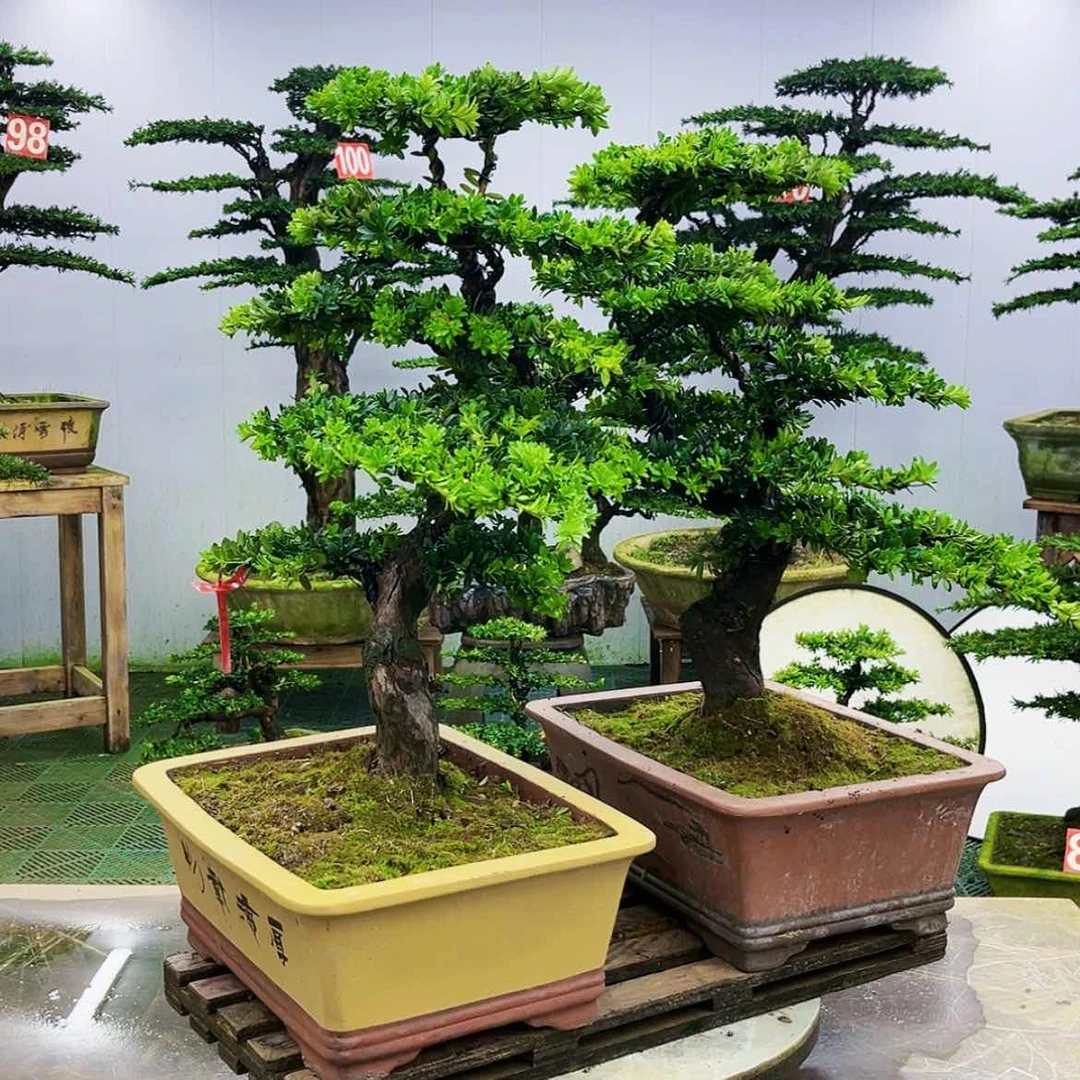 【闪购商品】无花朵罗汉松盆景的