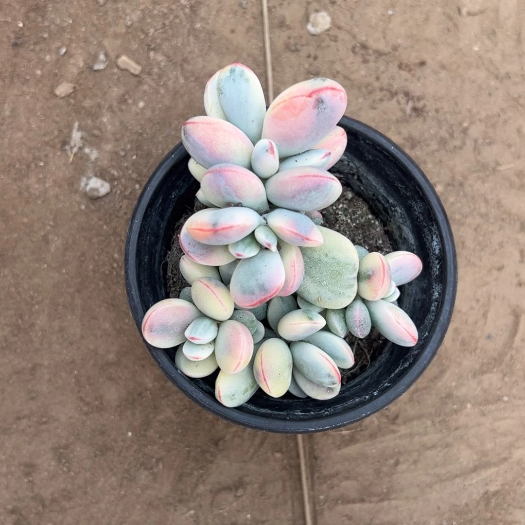 多肉乒乓福娘锦2496号