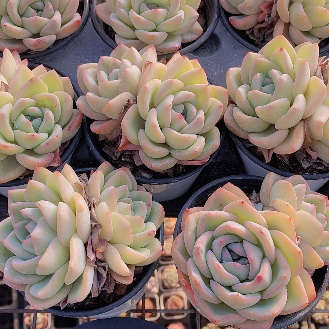 0203-双头奶油泡芙母本一颗 量拍