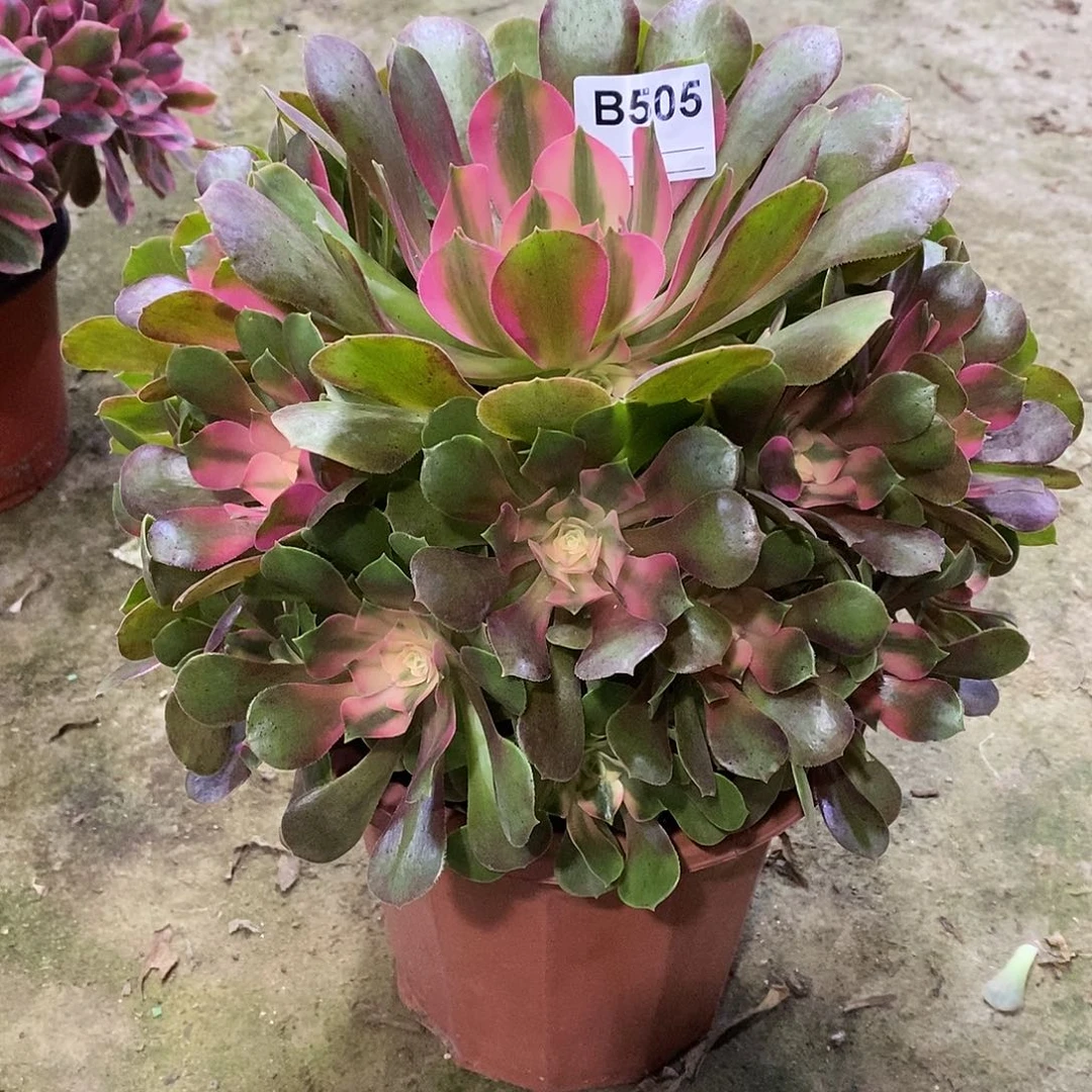 安*丝香妃505000000000