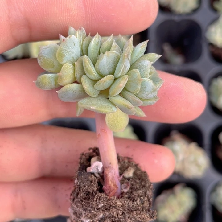 周*一物一拍满18包邮