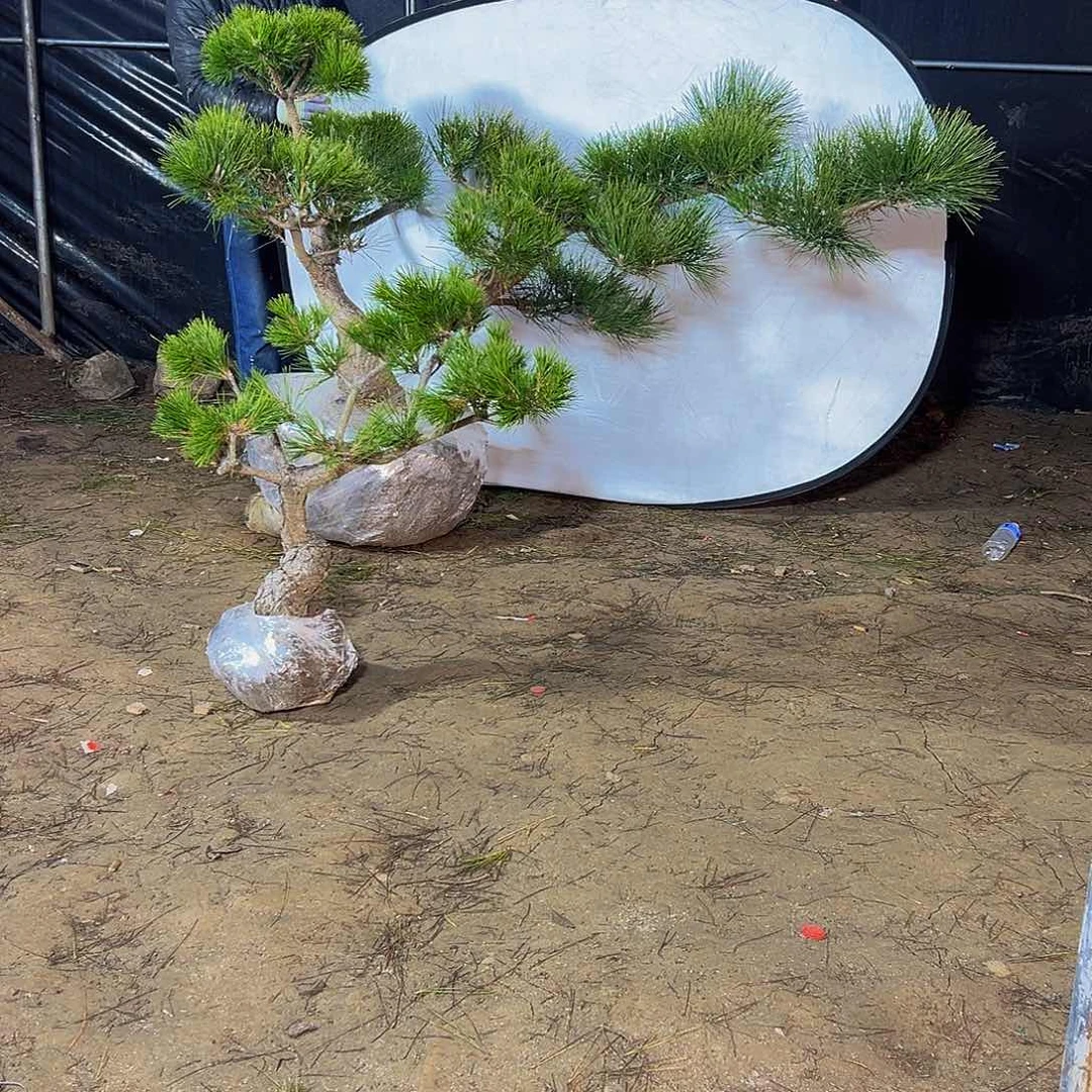 无花朵用****08888888888888