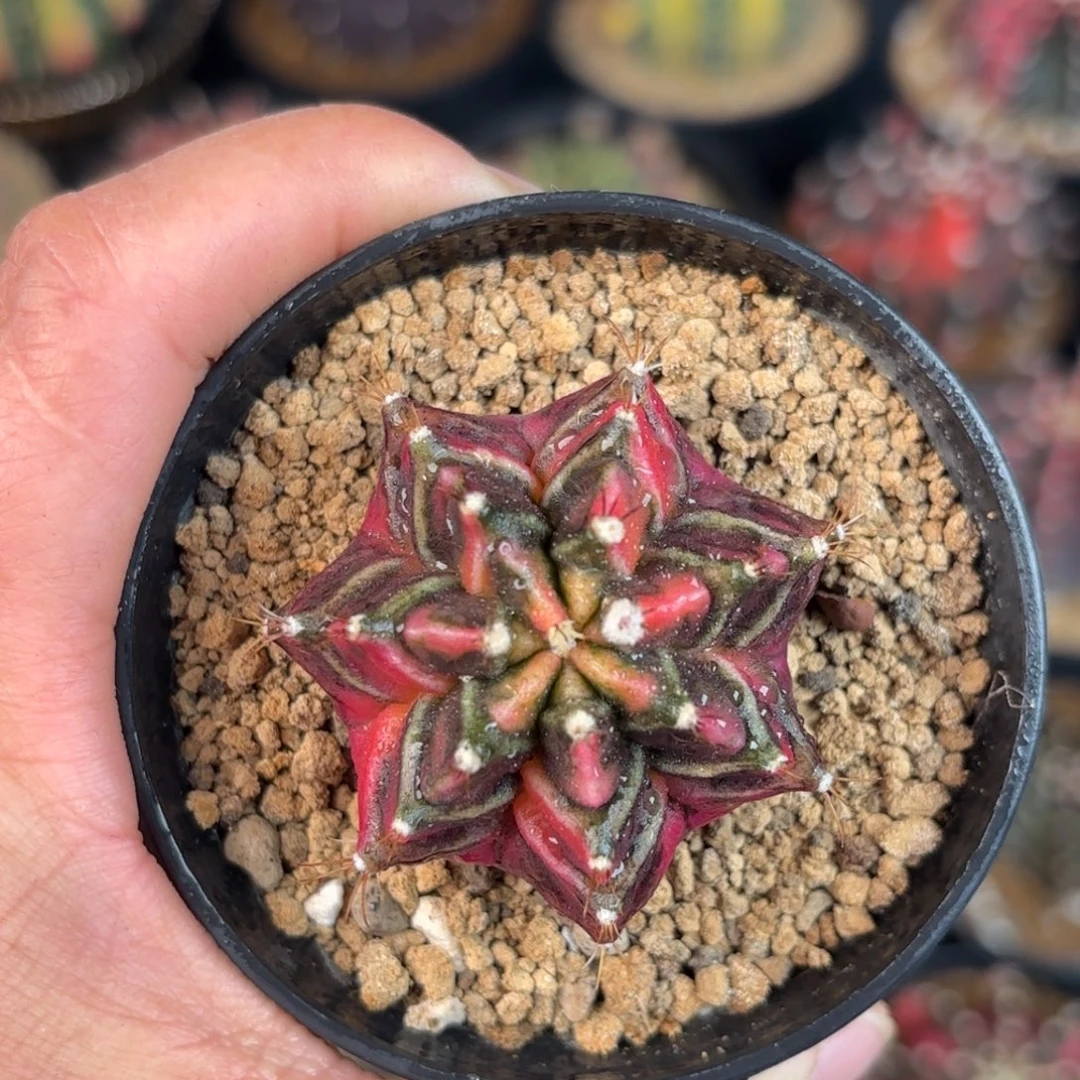 泰系米哈仙人球福利109