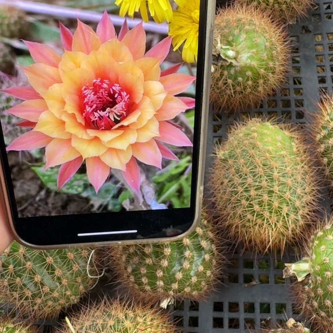 345金妞极光歪无根侧牙4公分左右，20包邮