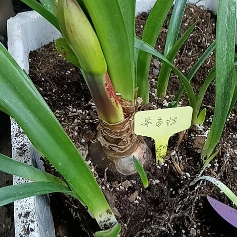 无花朵安吉拉坨坨