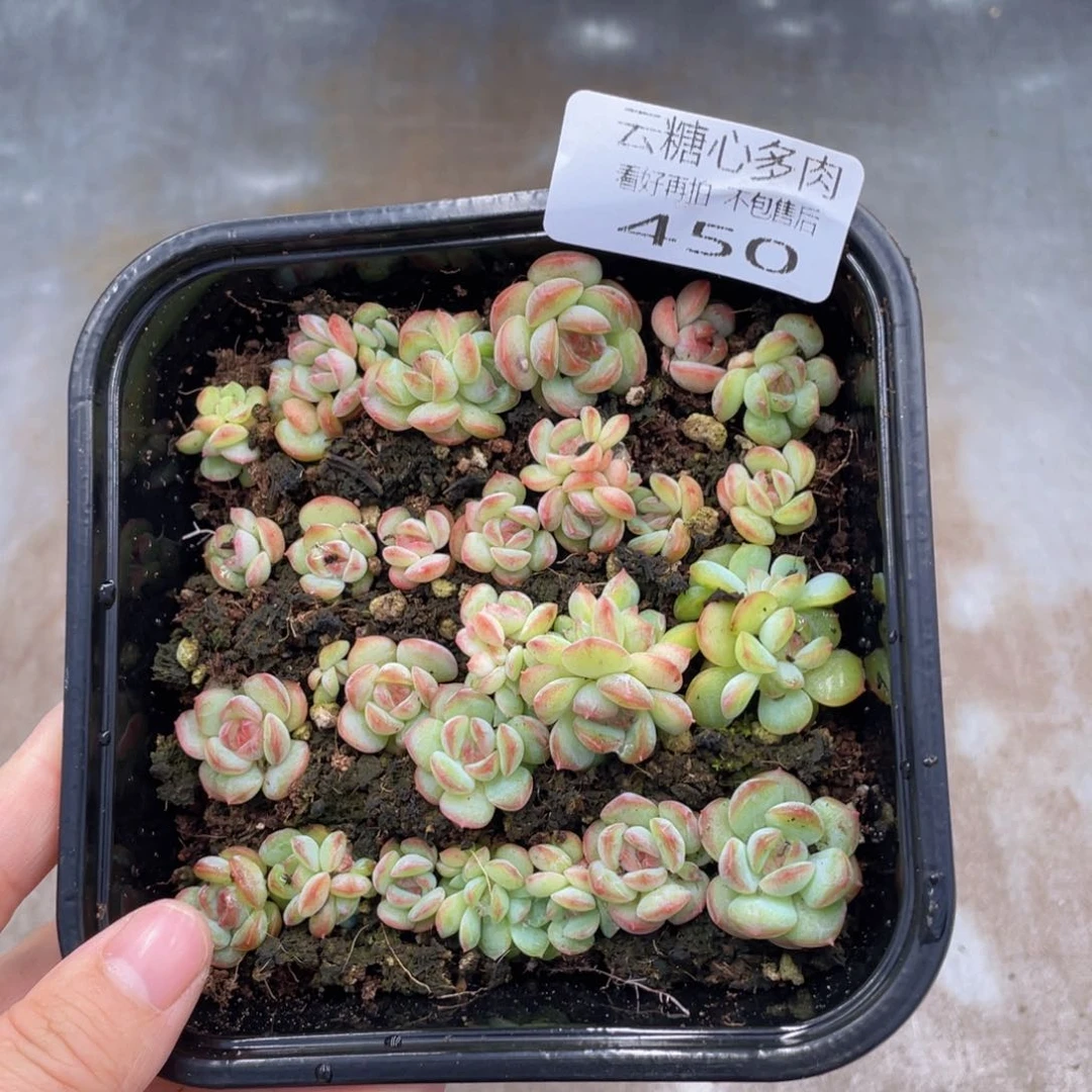 云糖心多肉植物450