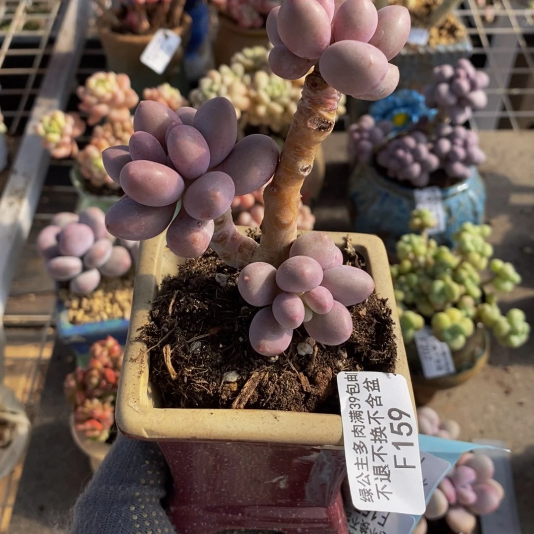 吉***?汤圆159/6c m福利