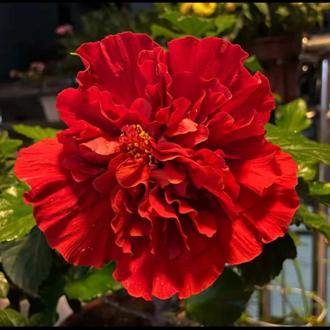 木槿花重瓣大花四季开花红色盆栽阳台庭院花卉