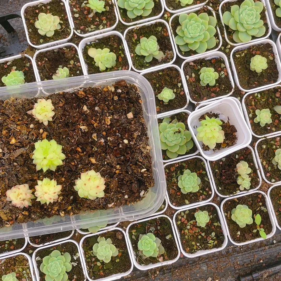 等*停707 中苗一个满25包邮