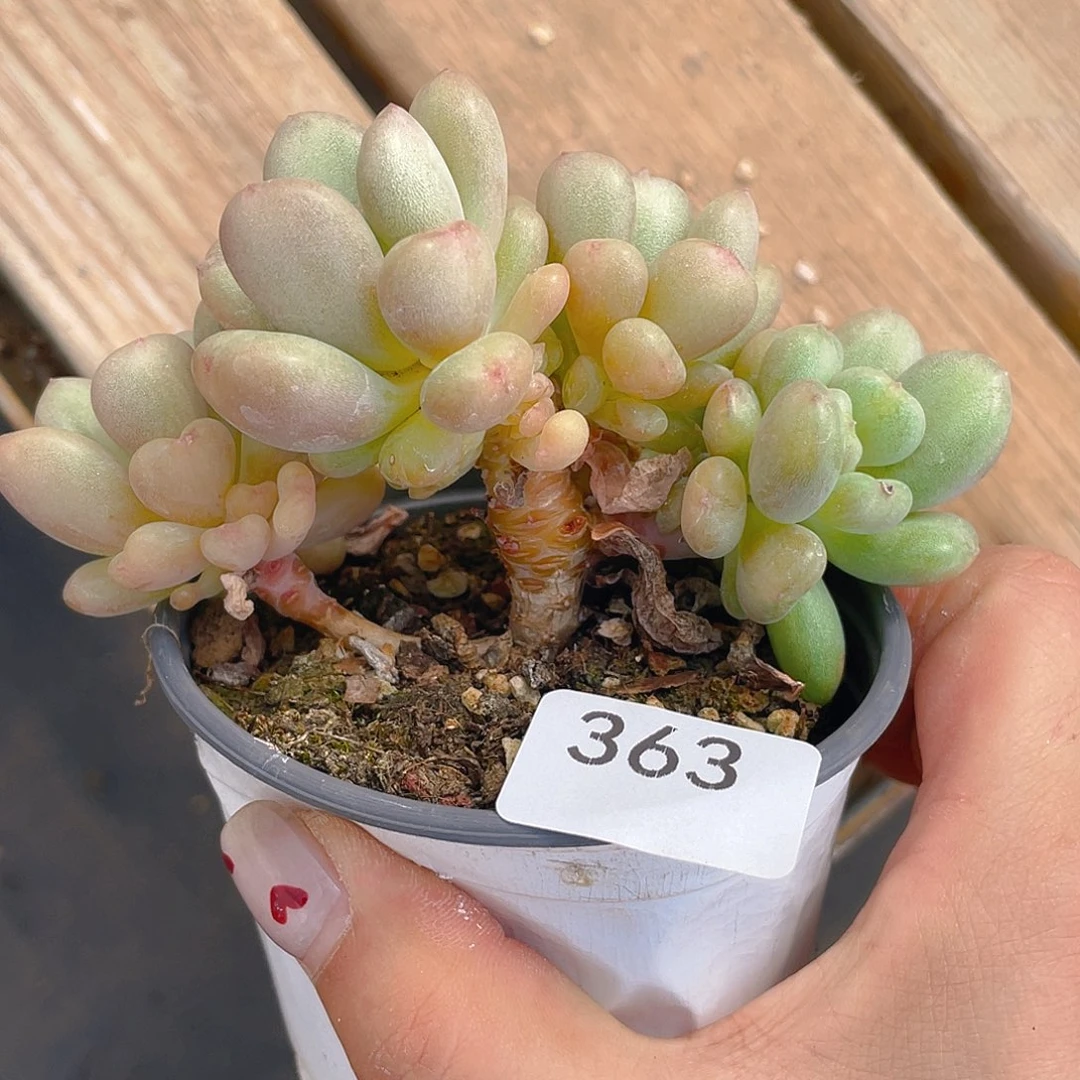 363。比尔盖茨。