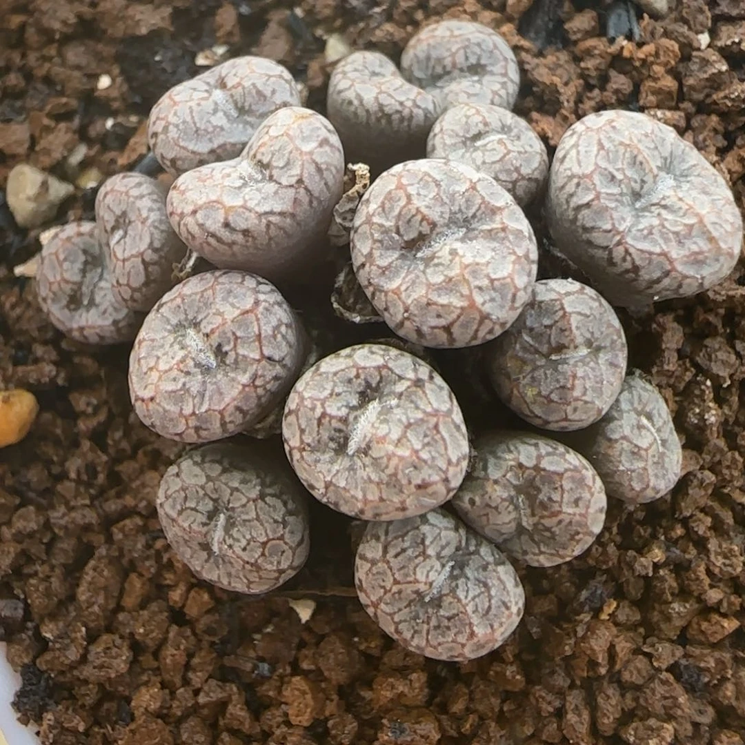 新年快乐多肉送福91号