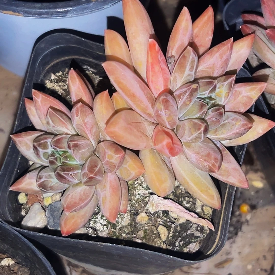 桔云多肉美人精品系列