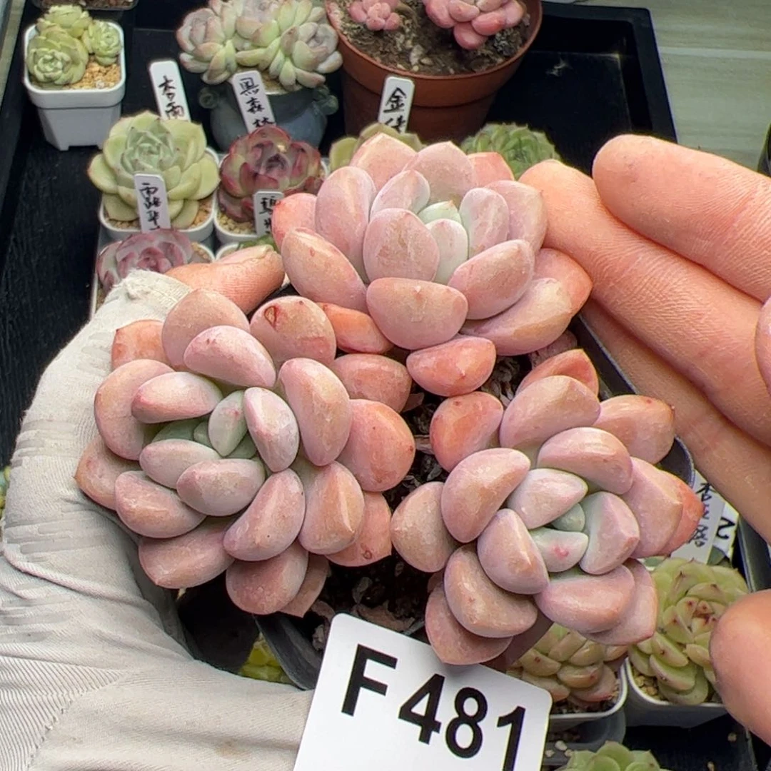 481 多肉植物组合盆栽