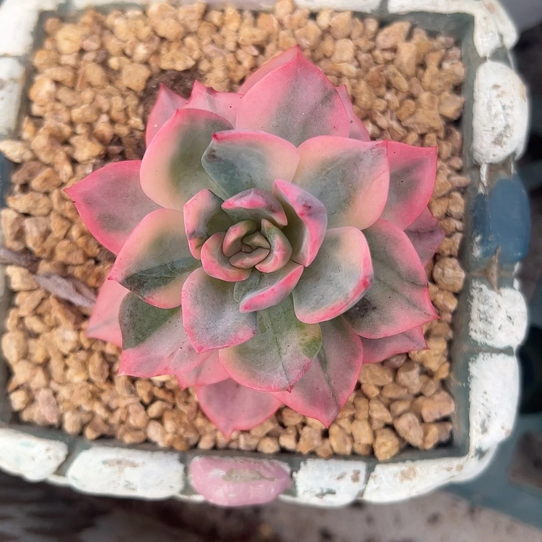 粉哈琳锦 婕宝一物一拍