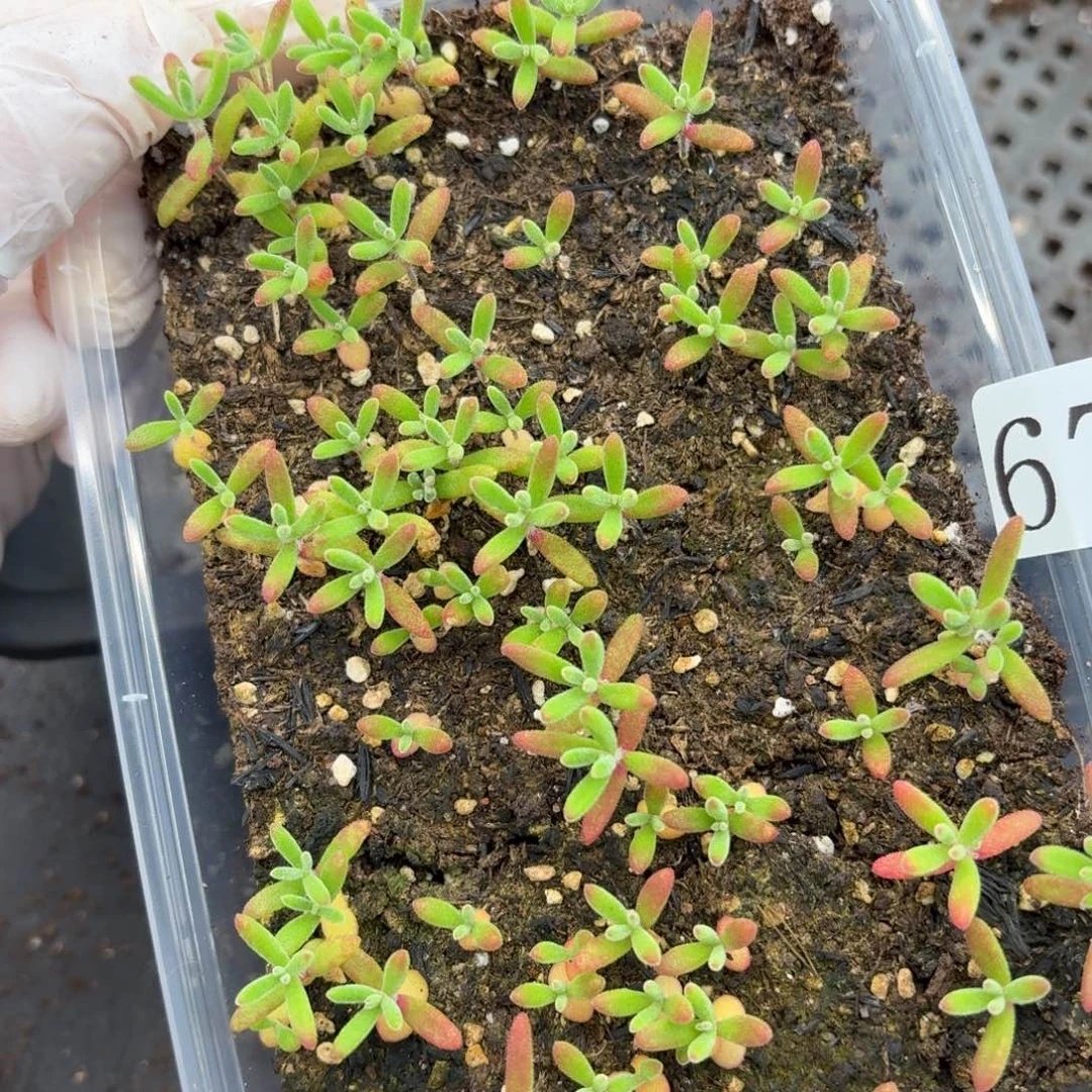 多肉植物多肉植物675