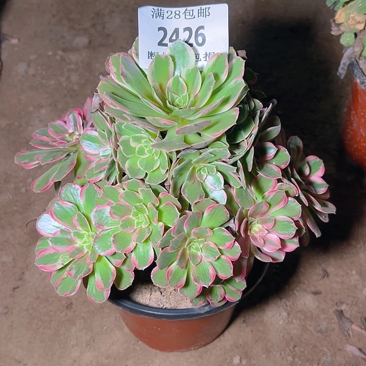 2426安娜多肉植物保护
