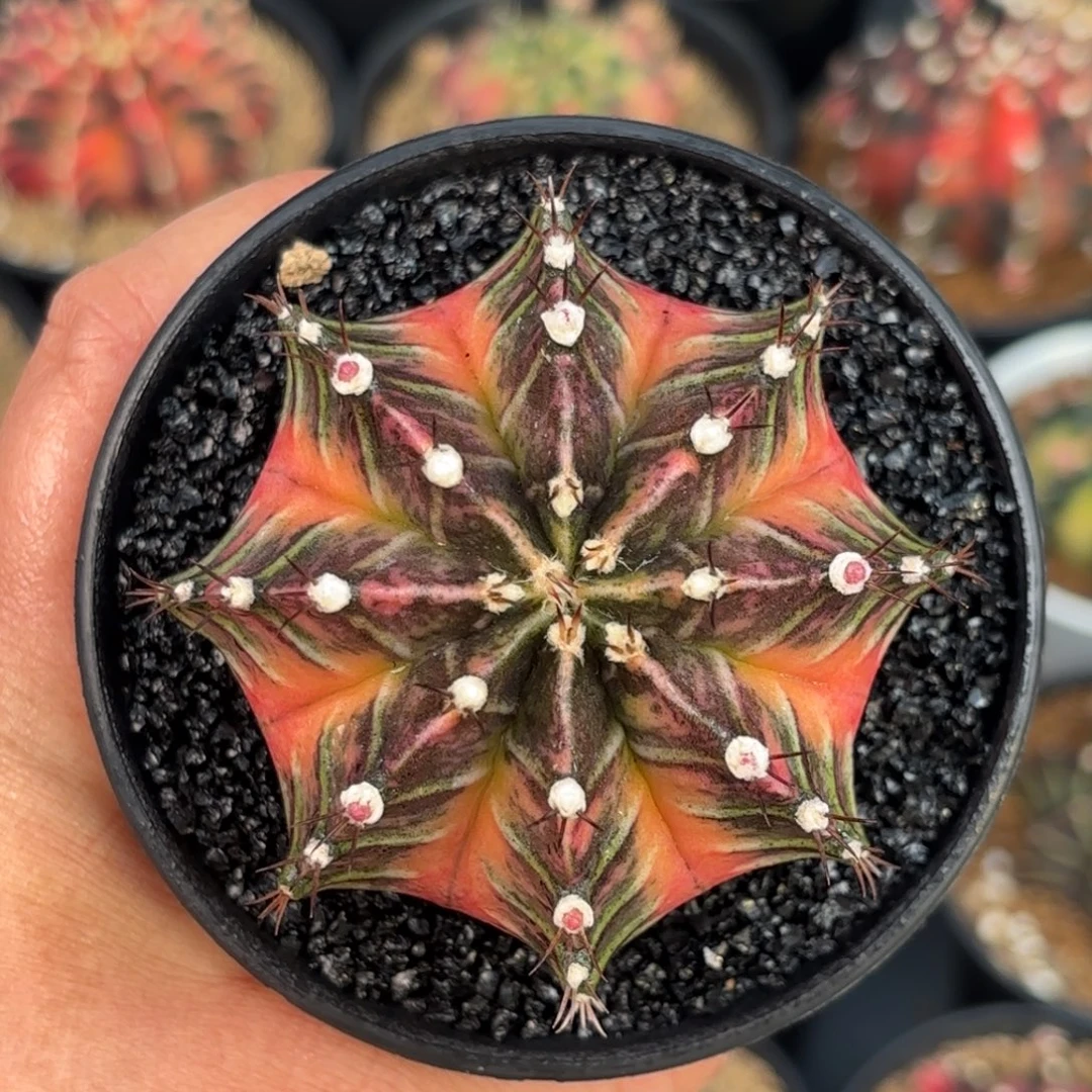 泰系米哈实生仙人球268