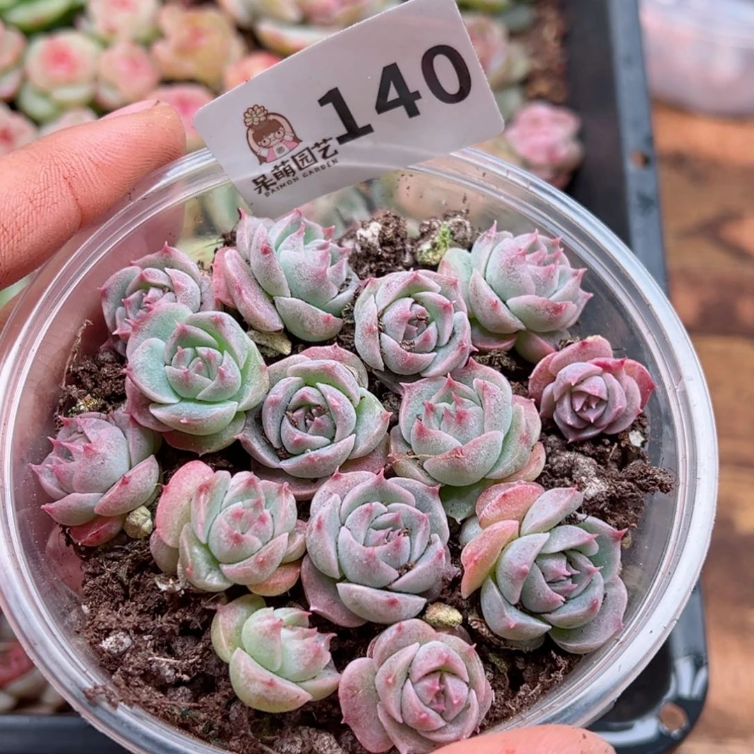 多肉植物多肉植物