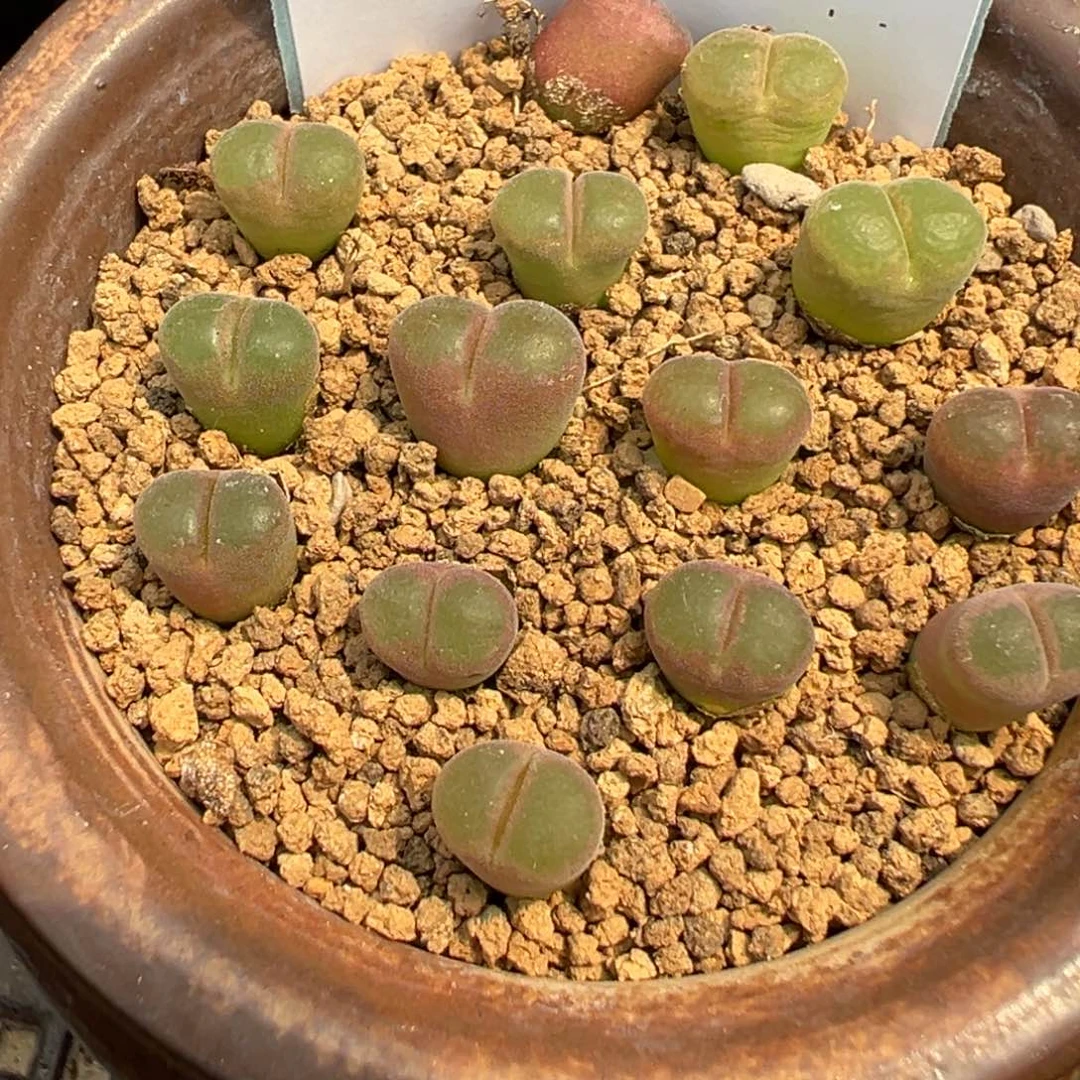 18-125量拍熊猫风铃一颗