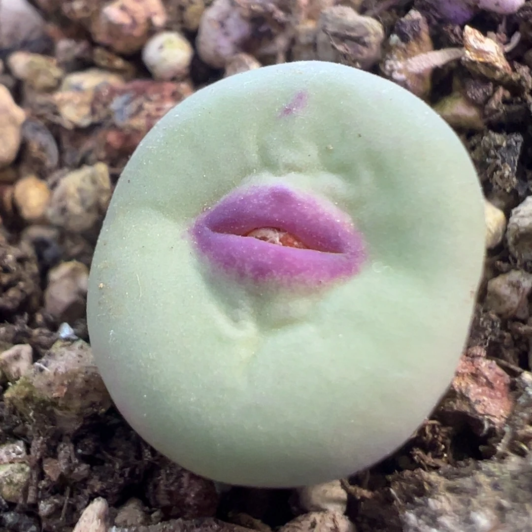 优选中大型红嘴 肉锥植物