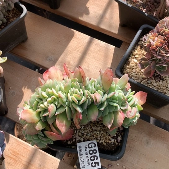 天鹅绒缀化865 全场亏本处理默认微瑕7-8天发货