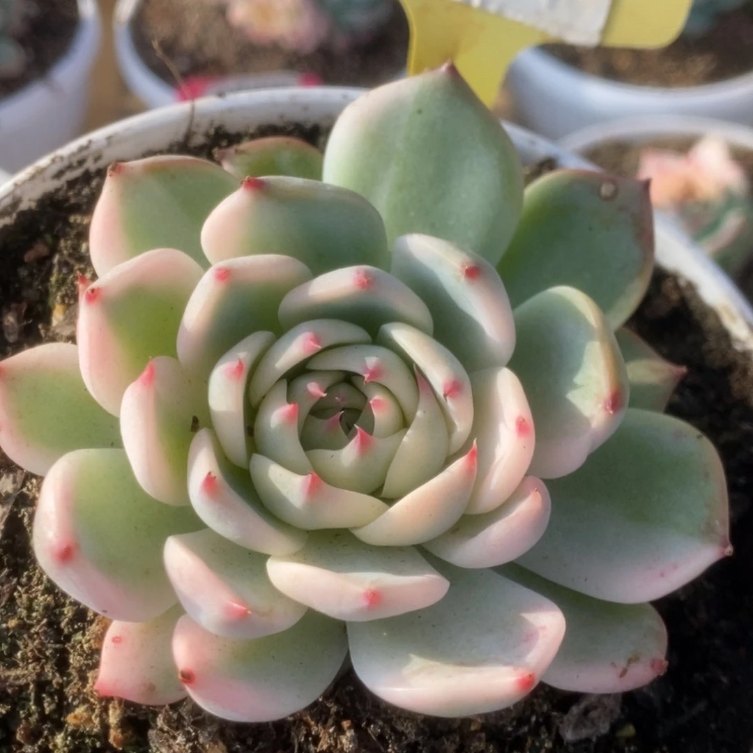 309吉娃娃锦锦锦锦锦