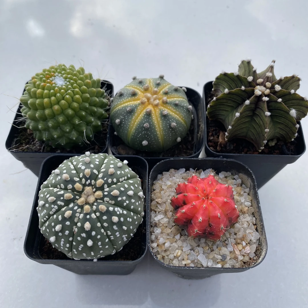 新手办公好养阳台防辐射桌面组合盆栽多肉绿植开花园艺绿色仙人球