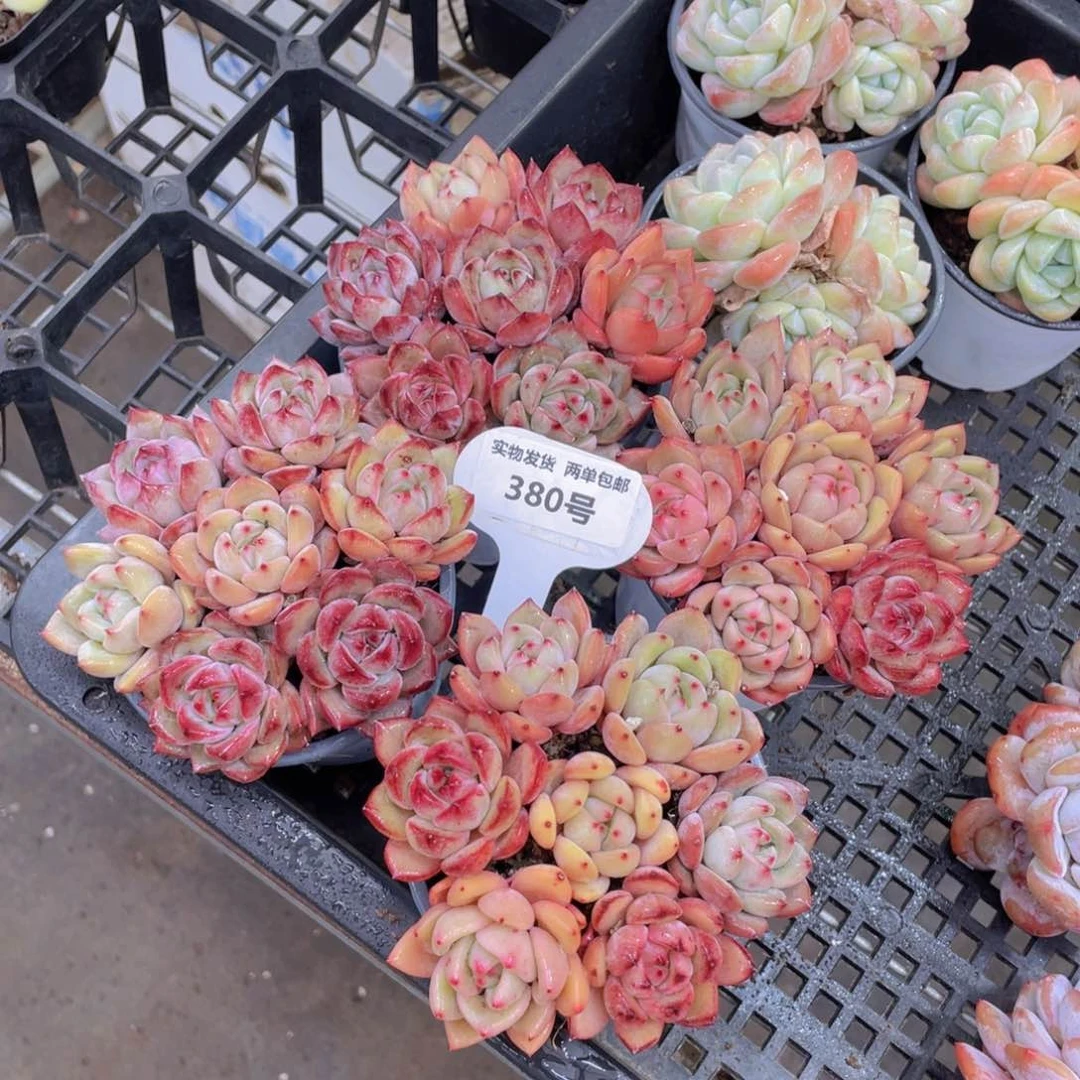 380号 夜魔侠➕Q橙组合七个