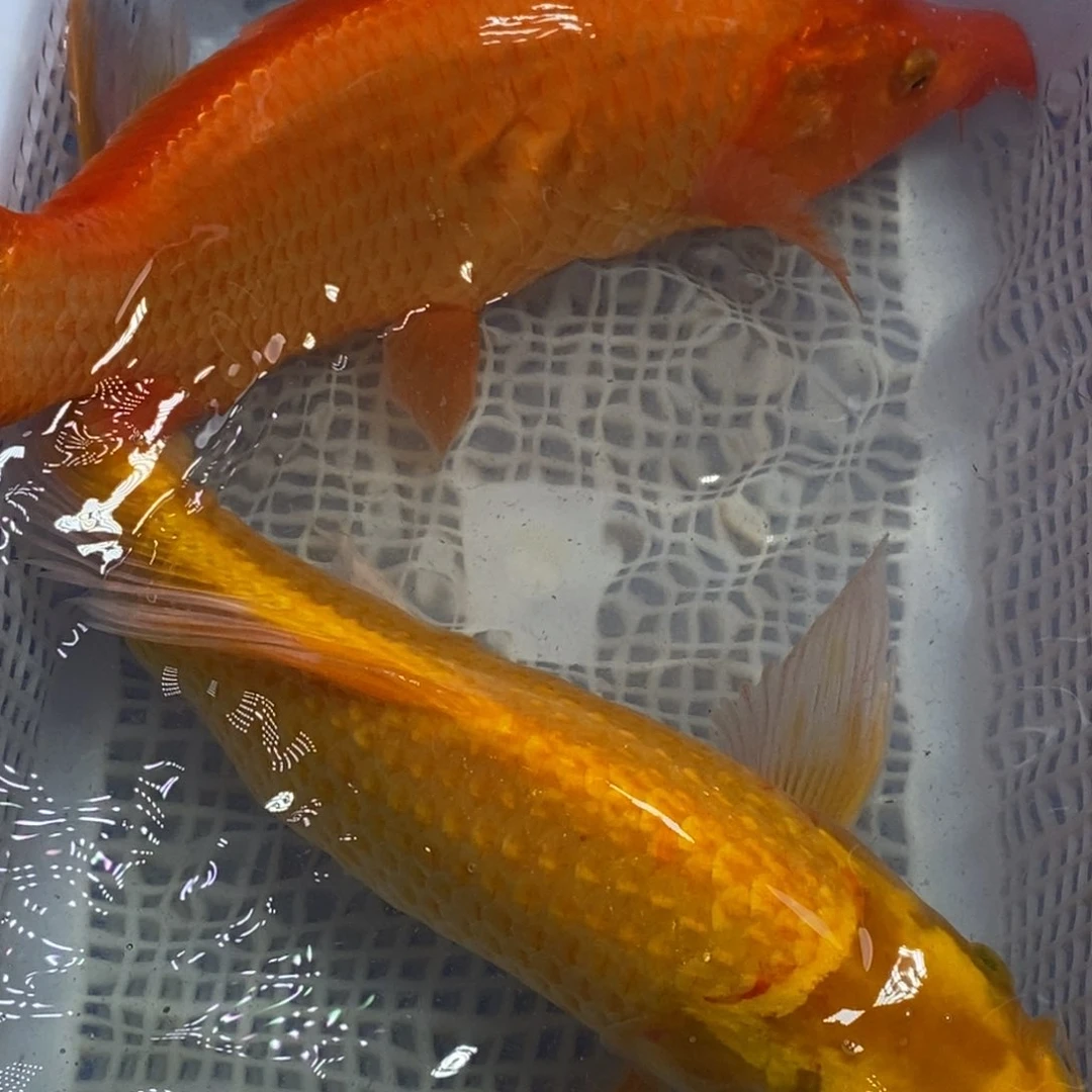 锦鲤冷水锦鲤包邮