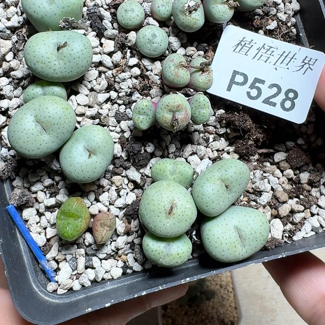 528盒多肉植物哇f c