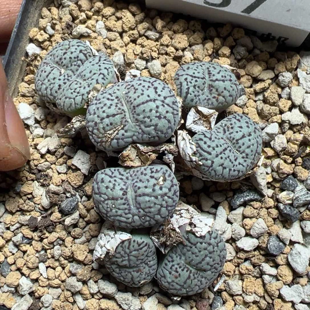 【闪购商品】 357。