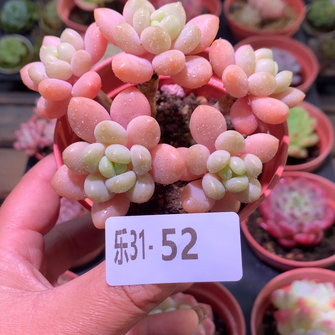 乐然31-52 洛可可群