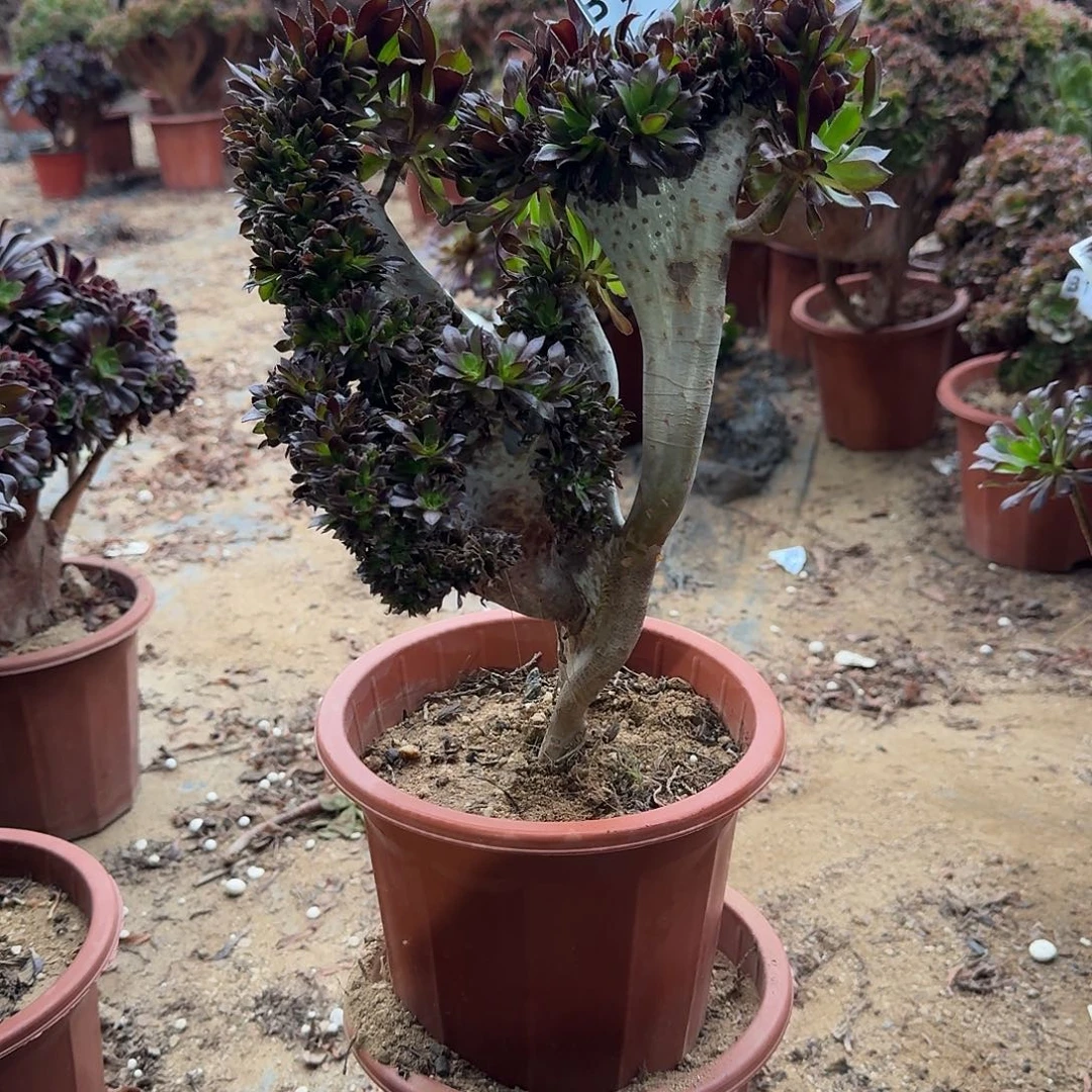 134黑法师微瑕一颗满28包邮