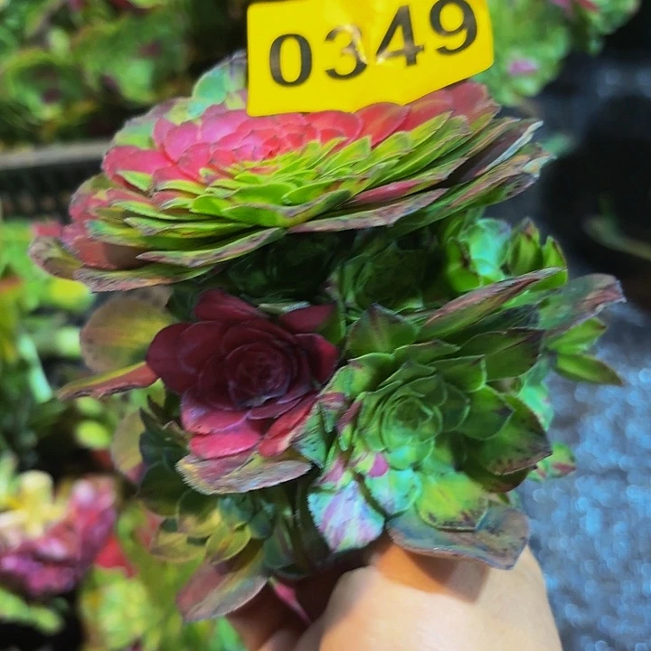 多肉植物知否349