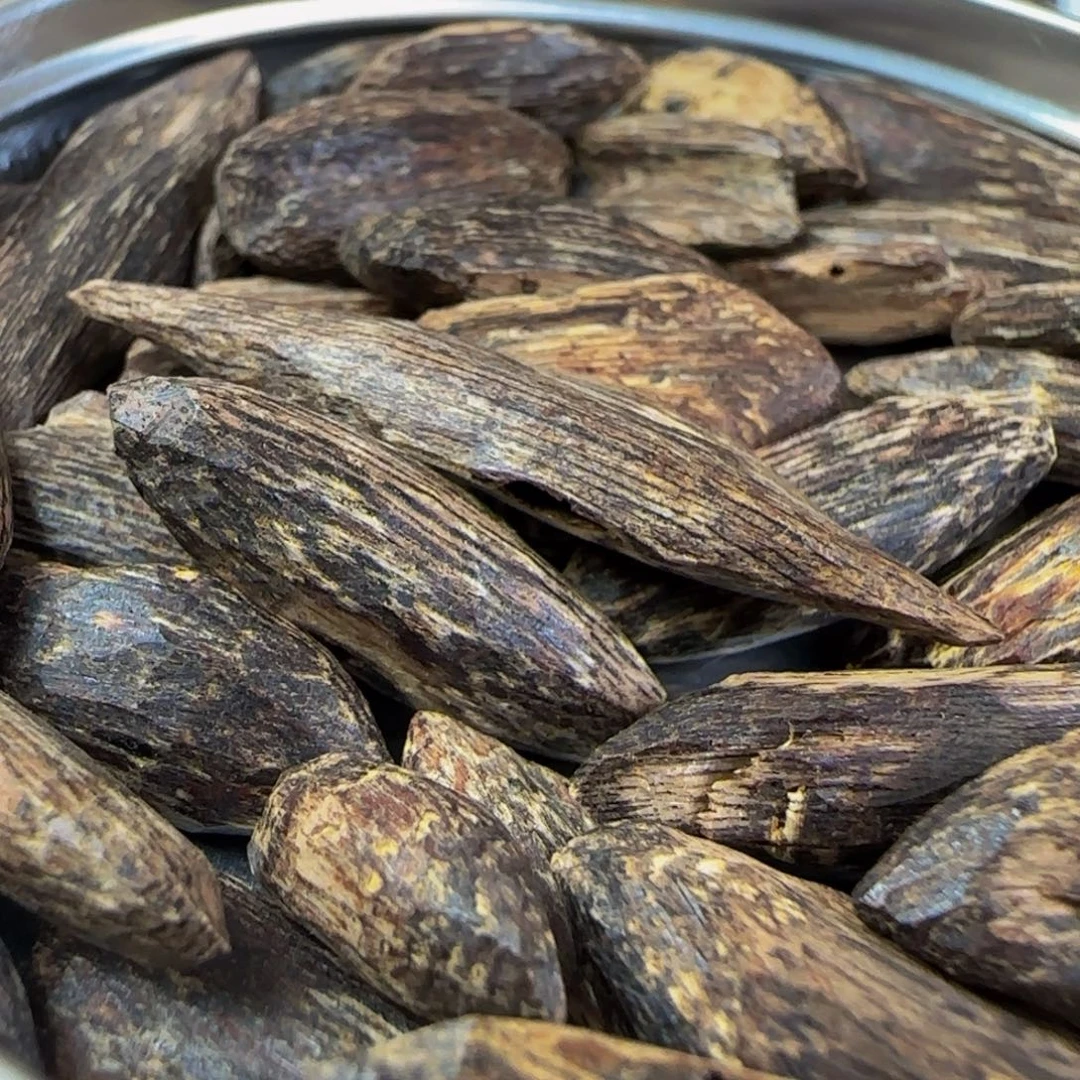 楠木香港瓜子虫漏13g