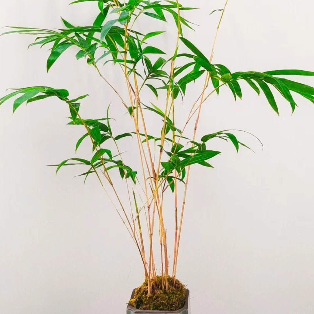 植物竹子红苔藓球办公桌球型四季常青红竹水培水养观音竹苔室内绿