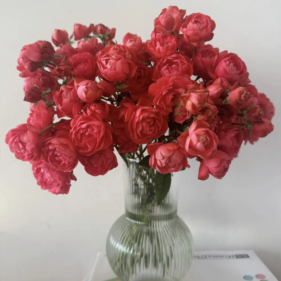 【基地直发】【5度以下拍保温棉】红泡芙多头玫瑰 仙气飘飘
