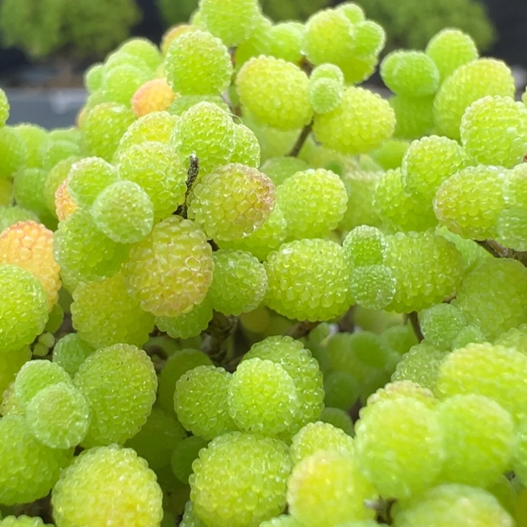 【闪购商品】dy0690老桩大金桔冠幅8cm