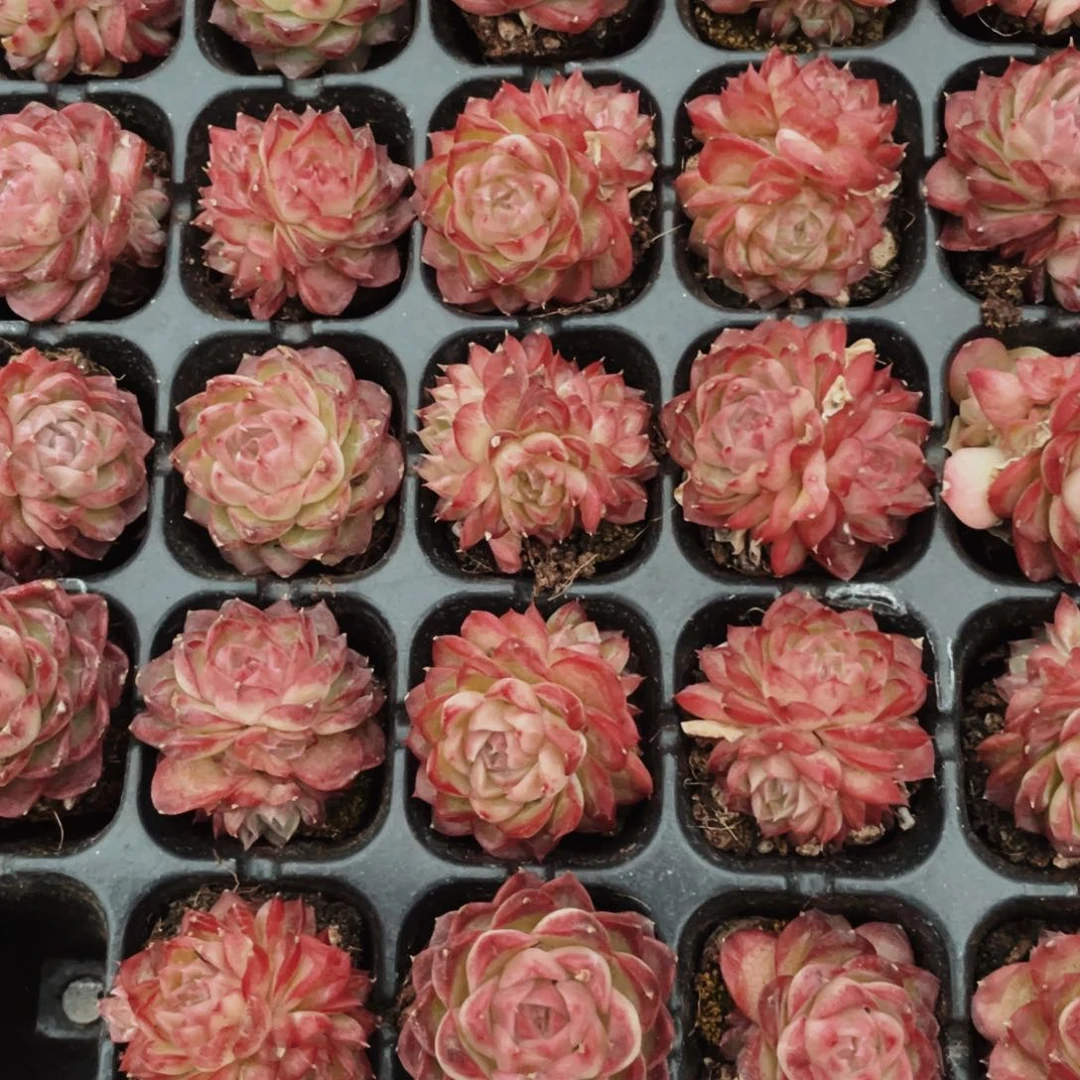 红女王量拍0000000000