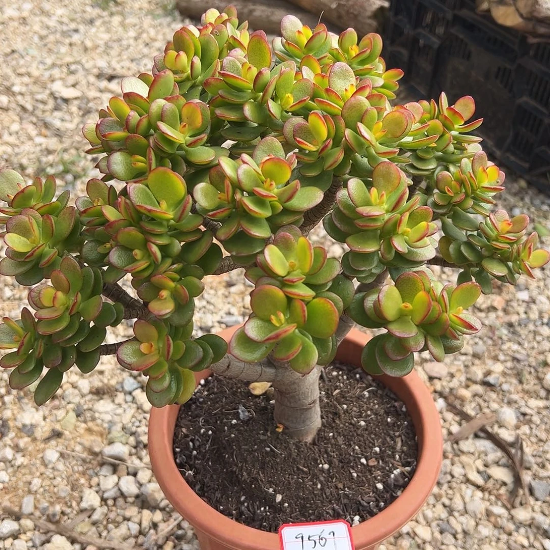 冷***冰稀有摇钱树带土球发货9567