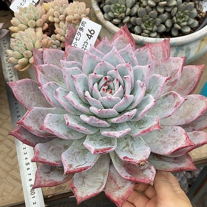 小七夕多肉46卡一物一拍