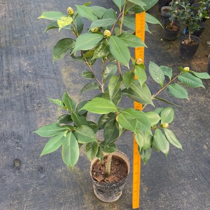 完全开放茶花斯威柯25555